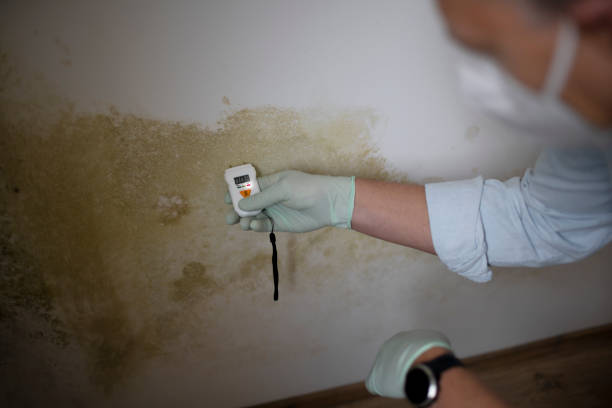 Why You Should Choose Our Mold Remediation Services in Midland Park, NJ